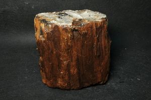 Окаменелое дерево 