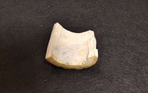 Бивень мамонта 